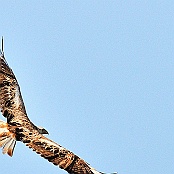 Long-legged Buzzard  "Buteo rufinus"